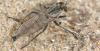 Philonicus albiceps